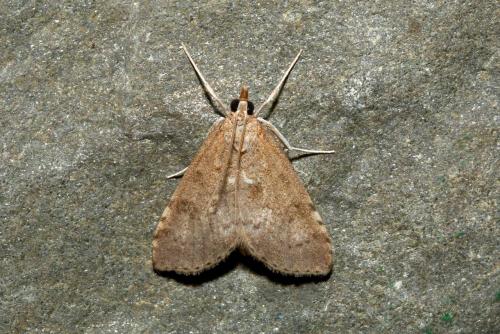 Réf. 187 267 : Udea prunalis